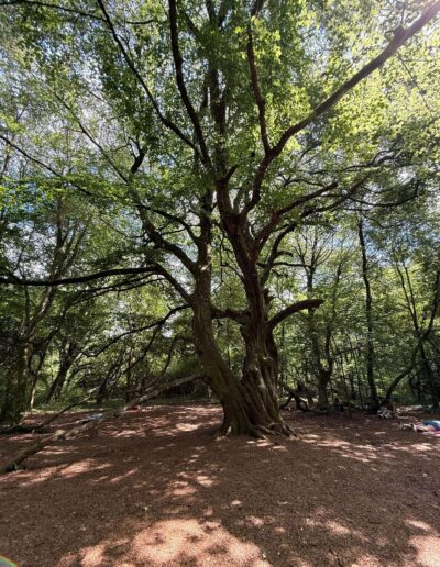 Grand arbre et sol ombragé dans un sous-bois.